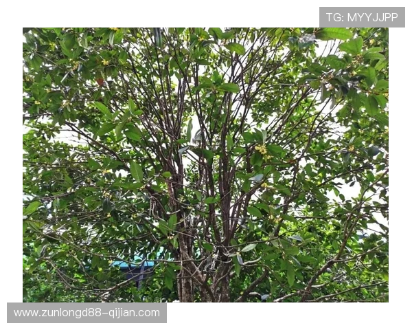 利用开运线上登陆技巧，全面增强你的运气和生活的幸福感